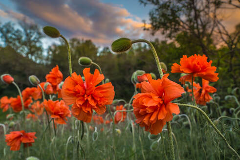 Poppies at Sunset by Tina Rodholm